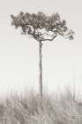 Secluded I Art Print