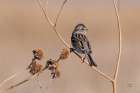 American Tree Sparrow Art Print