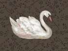 Swan Pair White Art Print