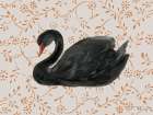 Swan Pair Black Art Print