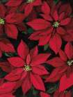 Christmas Poinsettia I Art Print
