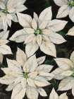 Christmas Poinsettia II Art Print