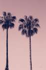 Pink Palms III Art Print