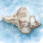 Coastal Calm I Art Print