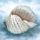 Coastal Calm III Art Print