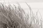 Tidegrass I Coastal Print