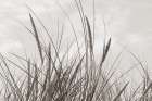 Tidegrass II Art Print