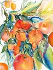 Orange Grove Art Print