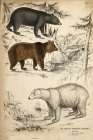Bears of North America Art Print