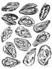 Oysters Art Print