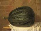 A Huge Pumpkin Art Print