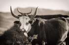 Double Horns Sepia Art Print