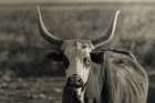 Sunset Cattle Portrait Art Print