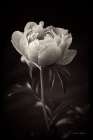Peony Dream I Art Print