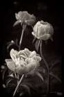 Peony Dream II Art Print