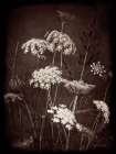 Delicate Lace I Art Print