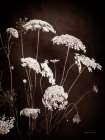 Delicate Lace II Art Print