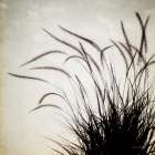 Simple Grasses I Art Print