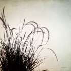 Simple Grasses II Art Print