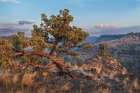 Western Juniper Art Print