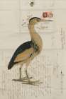 Little Bittern Art Print