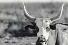 High Desert Herd BW Art Print