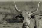 High Desert Herd Sepia Art Print