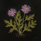 Vintage Chrysanthemum Art Print