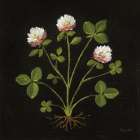Vintage Clover Art Print