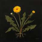 Vintage Dandelion Art Print