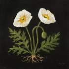 Vintage White Poppies Art Print