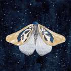 Elegant Moth II Art Print