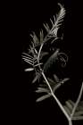 Invasive Beauty Redux BW II Art Print