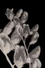 Flower Dreams BW I Art Print