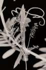 Flower Dreams BW II Minimalist Print