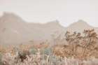 Big Bend National Park Art Print