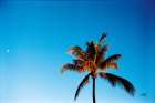 Evening Palm Minimalist Print