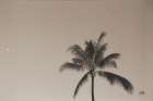 Evening Palm Sepia Art Print