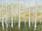 Birch Forest Art Print