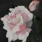 Pink Petals Art Print