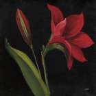 Amour Amaryllis Art Deco Print