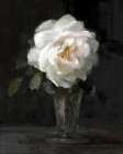 White Rose In a Glass Vase Art Print