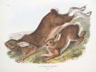 Summer Hares Art Print