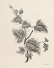 Climbing Ivy Art Deco Print