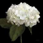 Gentle Hydrangea Art Print