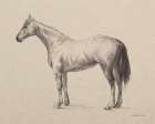 Standing Horse Sketch Art Print