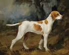 Hunting Dog Portrait Art Deco Print