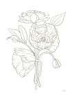 Poppy Study Minimalist Print