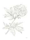 Peony Study Minimalist Print