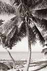 Fort Zachary Beach I BW Art Print